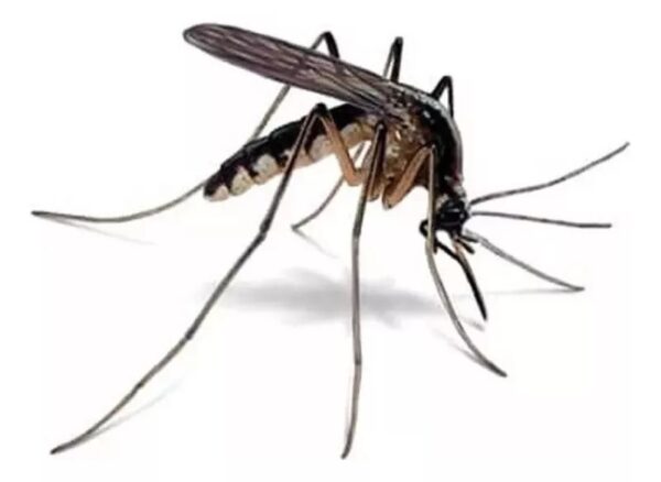 Erradicador Mosquitos Llavero Portatil Sonico Proteccion Us